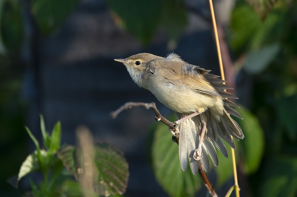 Photograph by Владимир Письмак