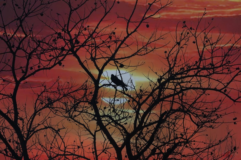 Photograph by mayank