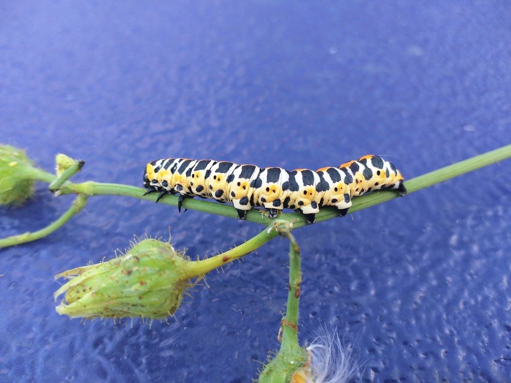 Photograph by Cesar43