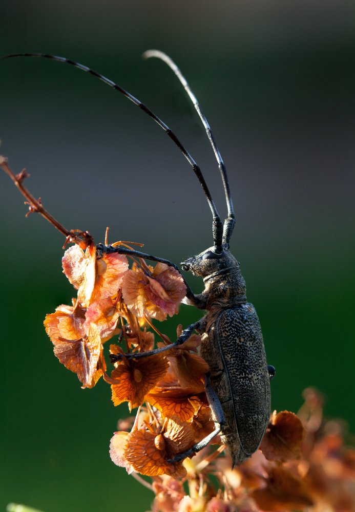 А куда прячется Солнышко?