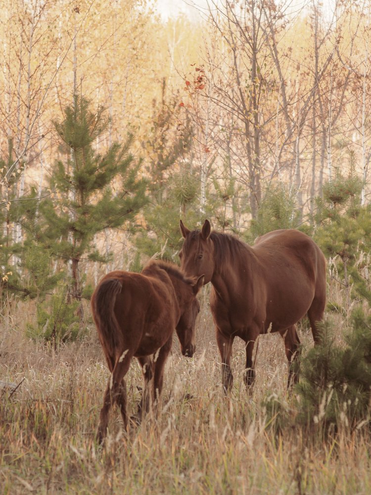 Photograph by Светлана Шибаршина
