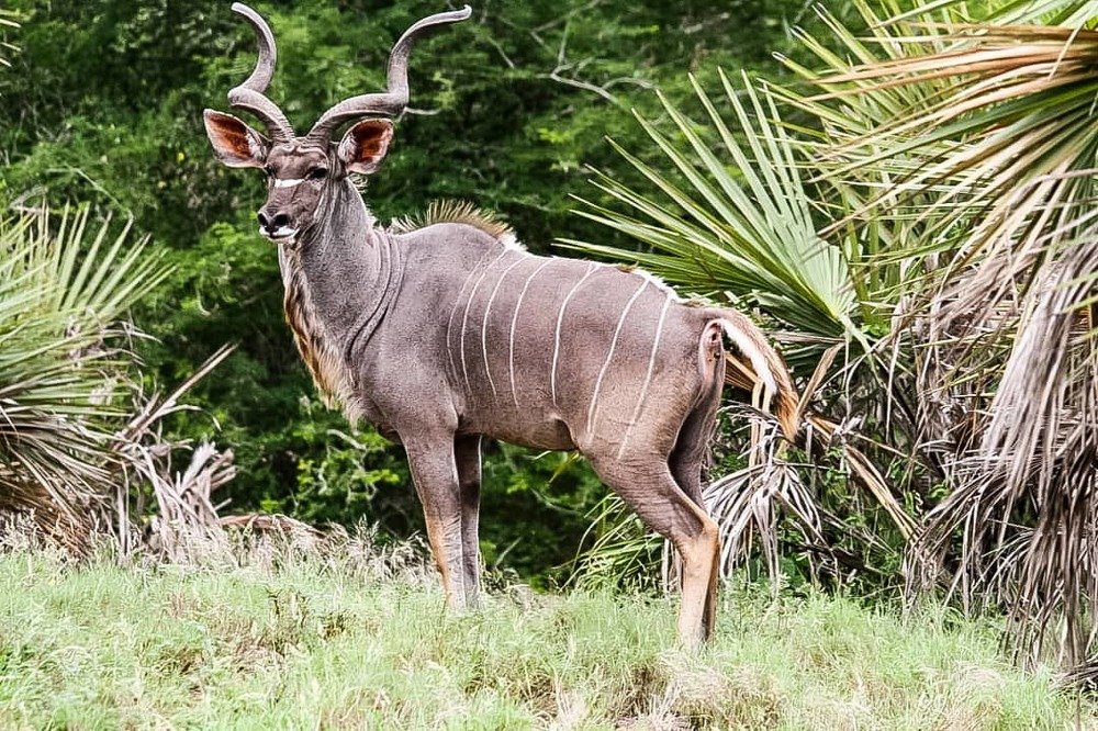 Photograph by Chelsia Kiffen