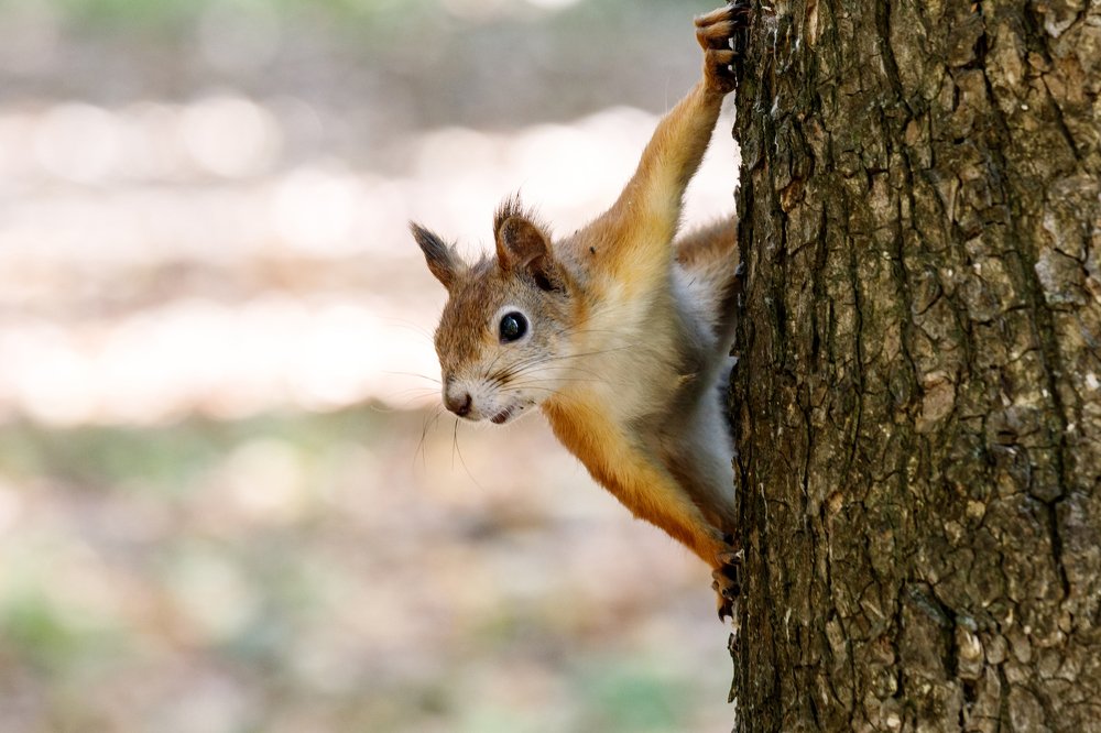 Photograph by Сергей Попов