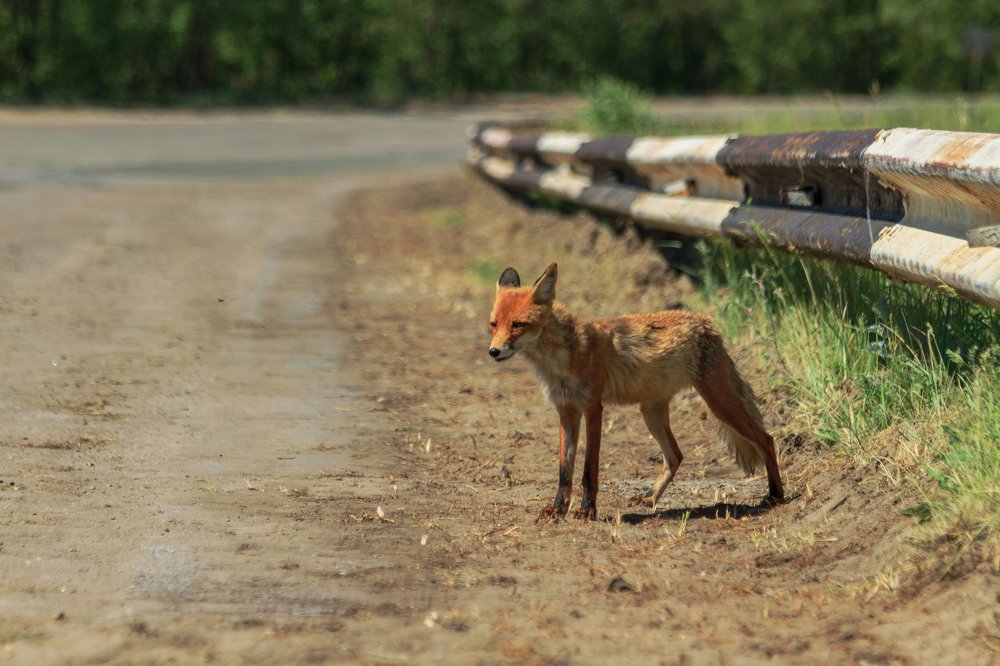 Подвези до 2 очереди ЧАЕС