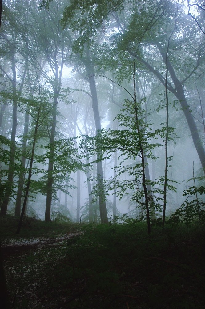 Photo #4839767