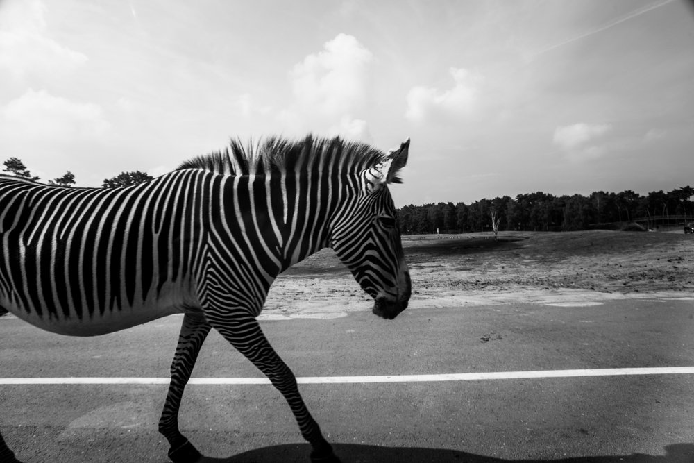 Photograph by Yulia Tanakova