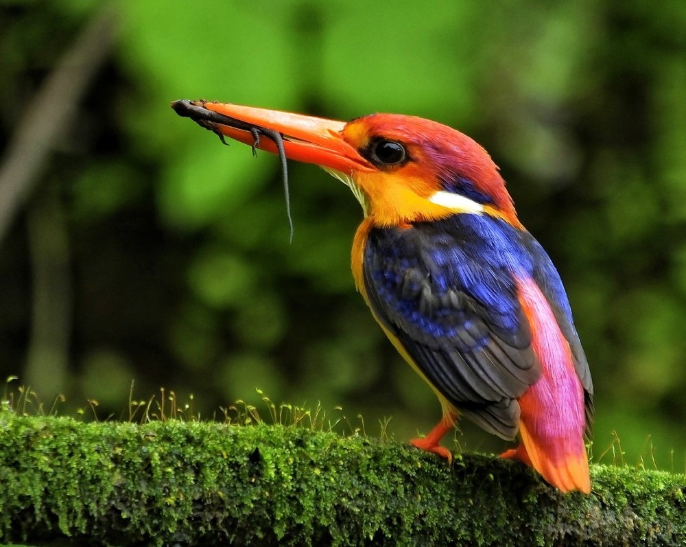 Behavior of Oriental Dwarf kingfisher & My observation and notes
