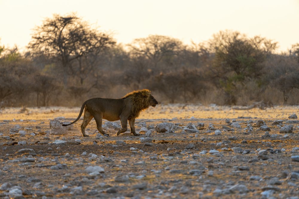 Early in the Morning