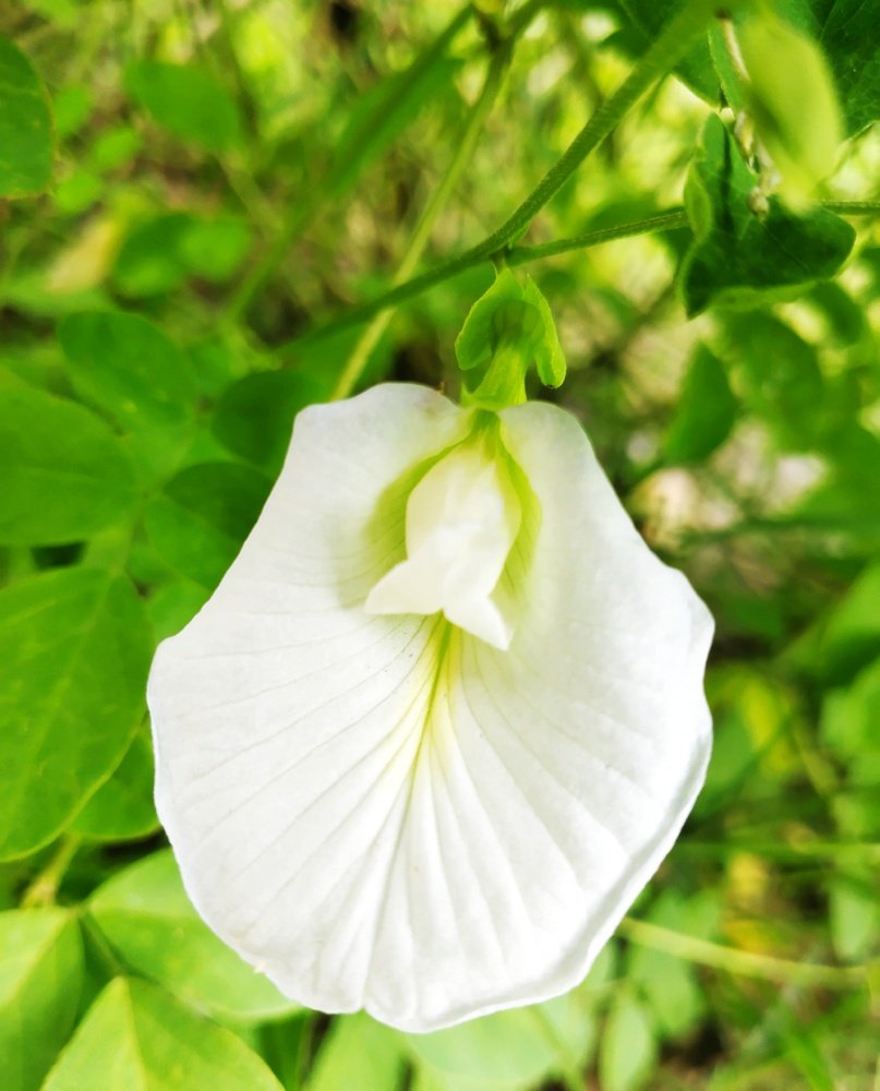 Photograph by Dutta Ankita