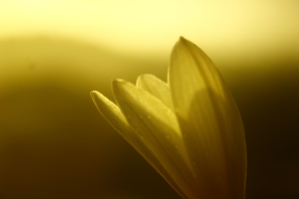 Photograph by MILIND CHANDURKAR