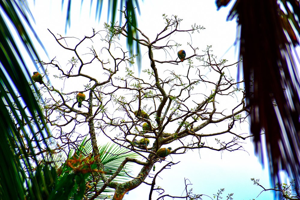 Beautiful Bird together