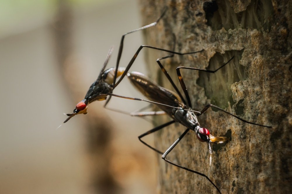 Photograph by Abijith Soman