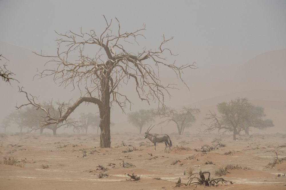 Photograph by Tatiana Zolotareva