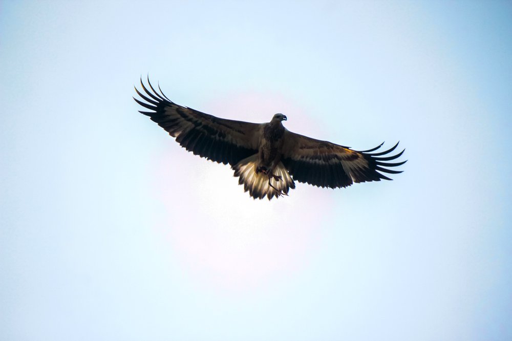 Freedom