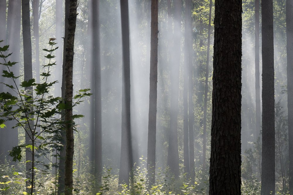 Photograph by Tatiana Zolotareva