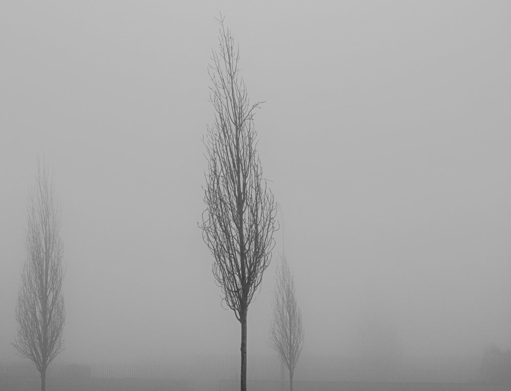 Photograph by Ali Abu Ras