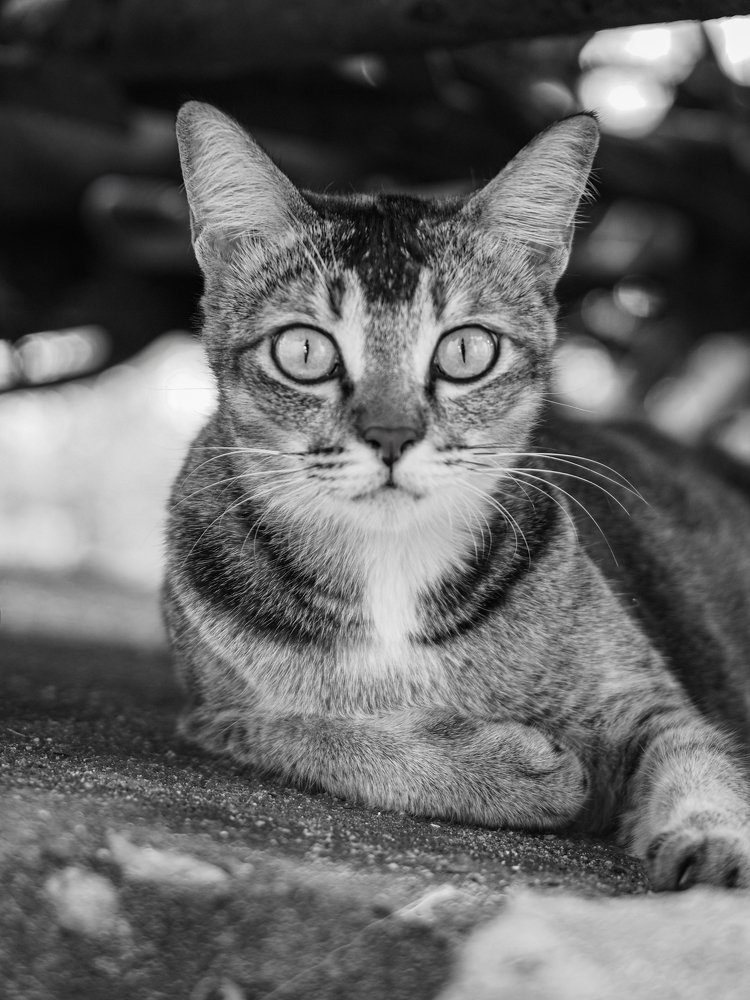 Lovely stray cat
