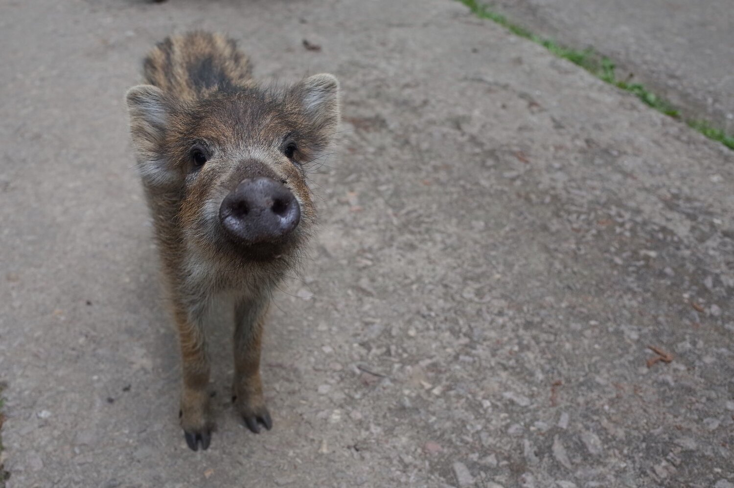 Photo #4841109