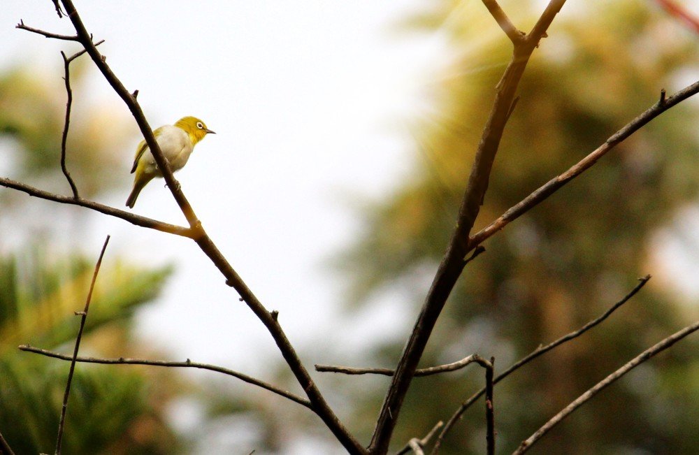 Photograph by Shashikiran