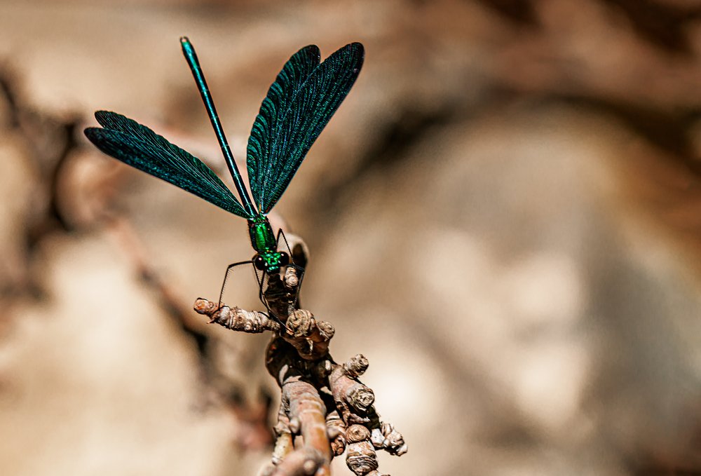 Photograph by Sıtkı Aksoy