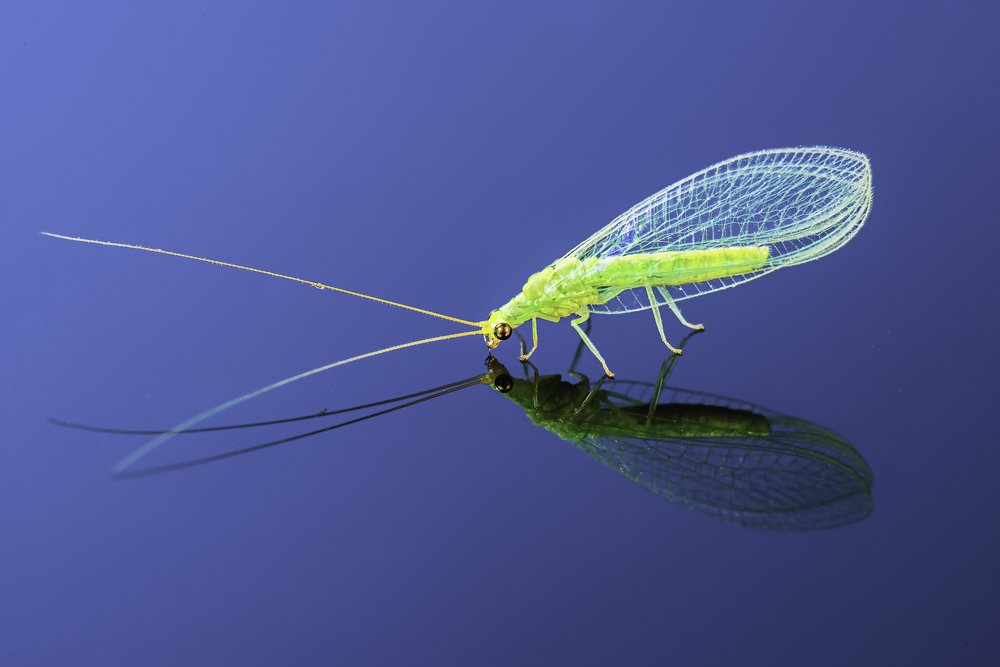 Photograph by Mario Salvador