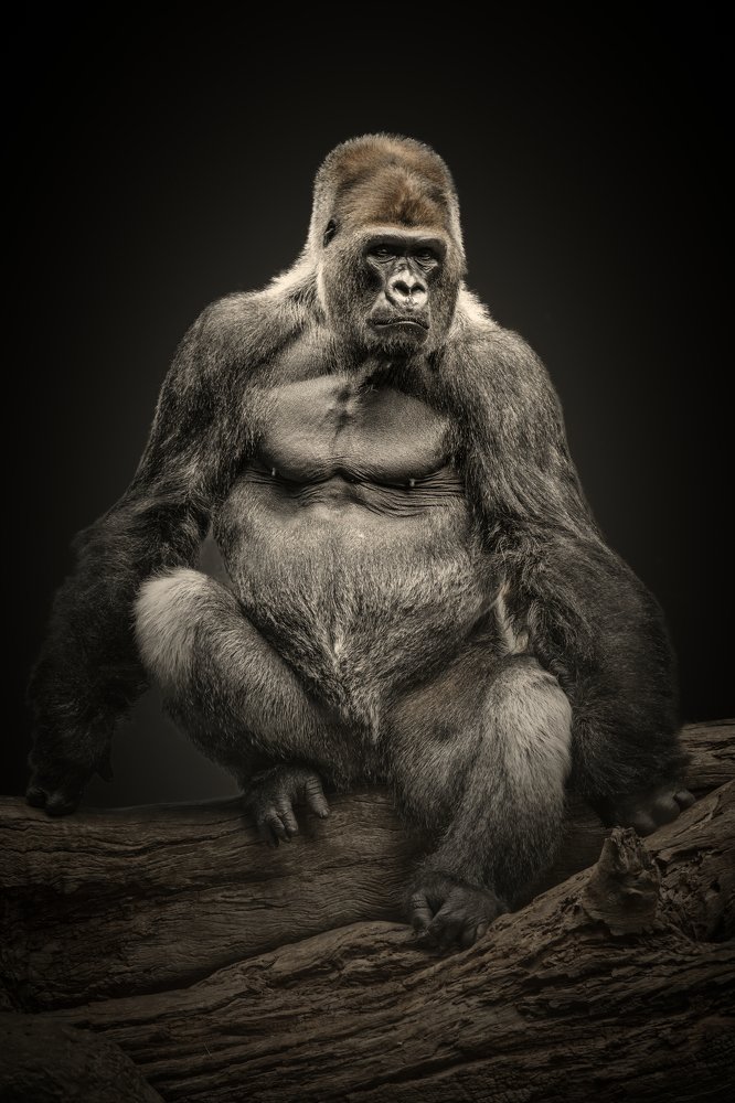 Gorilla portrait