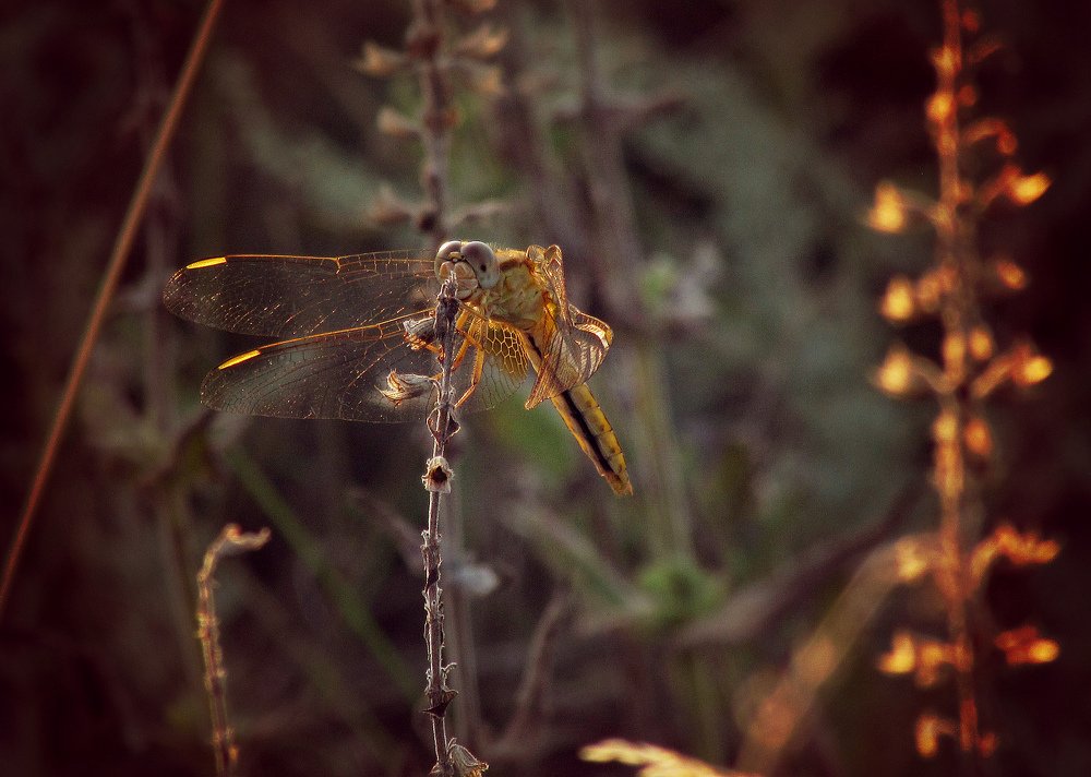 Перед микрофоном)))