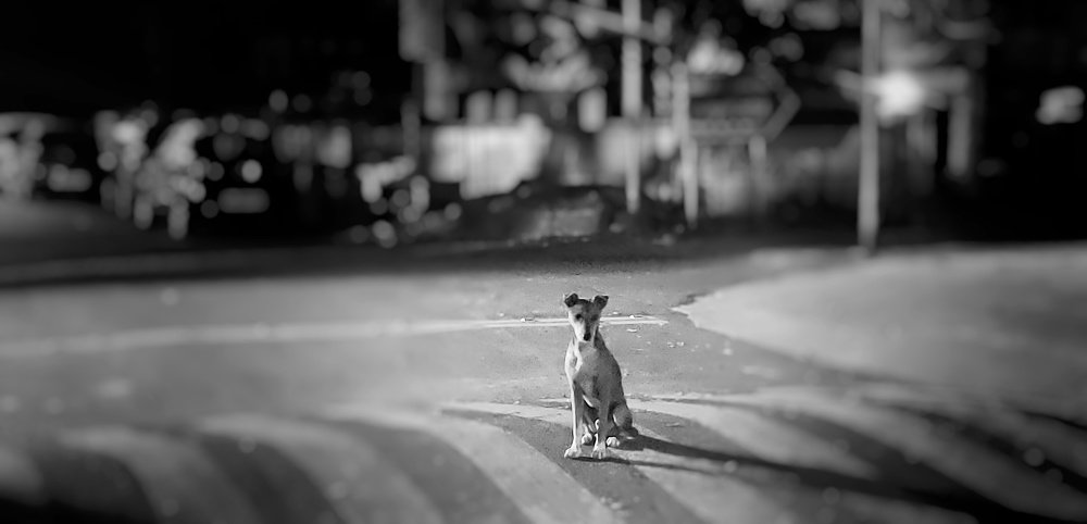 A dog's day