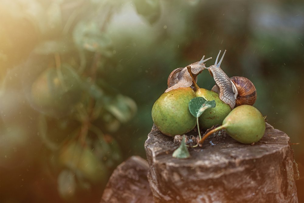 Snail Tale - Love is in the air