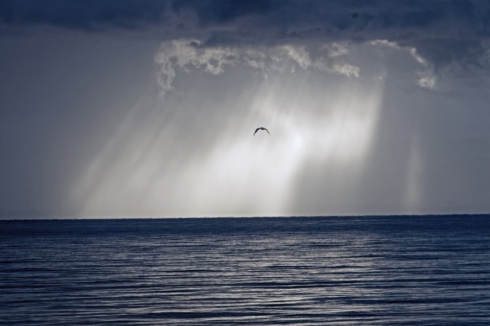 Seagull toward Switzerland shore