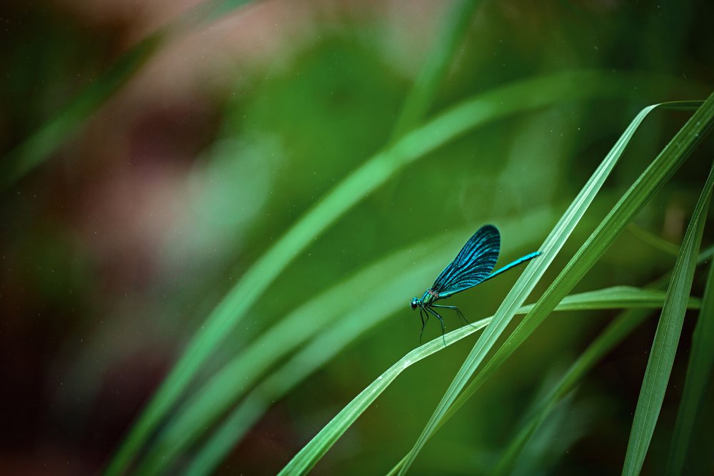 Photograph by Goran Jordanski