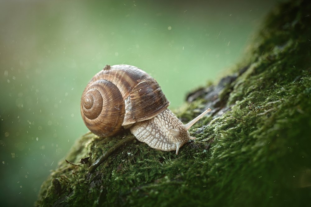 Photograph by Goran Jordanski