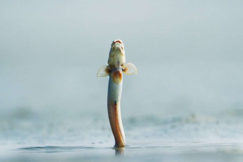 Photograph by  Jyotirmoy Golder