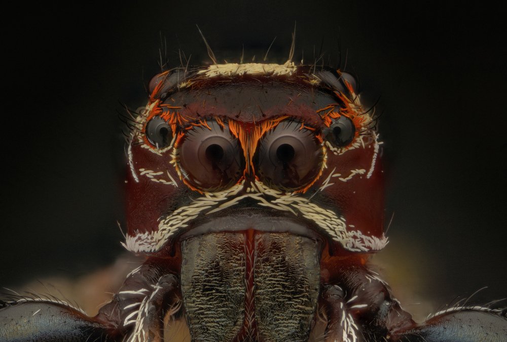 Photograph by Hardy Vargas Vasquez