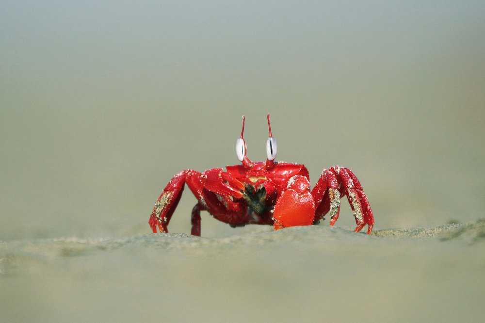 Photograph by Jyotirmoy Golder