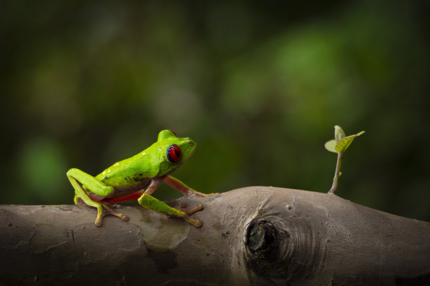 Red-eyed treefrog