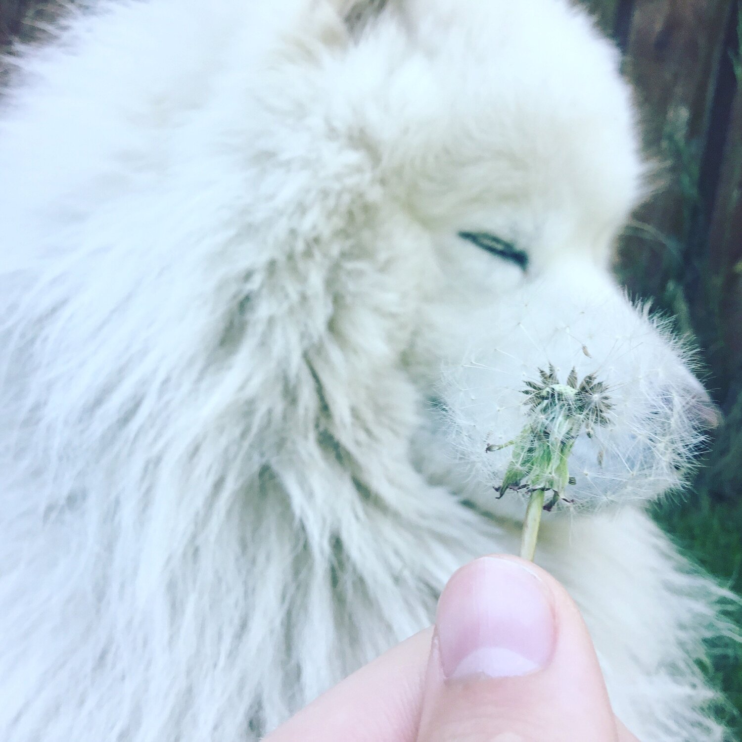 Dog and dandelion