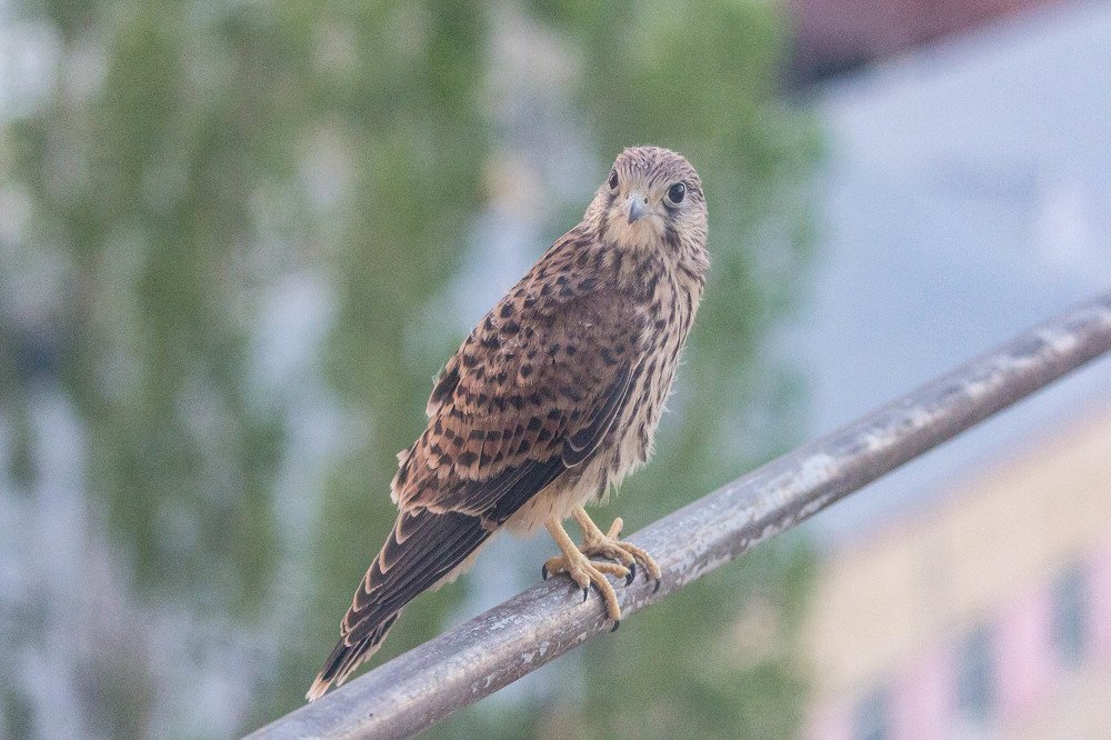 Photograph by Александр Фирстов