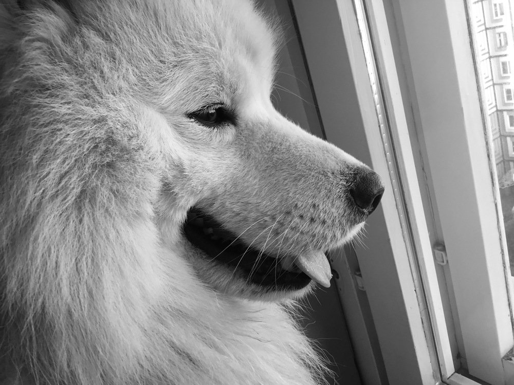 Favorite dog