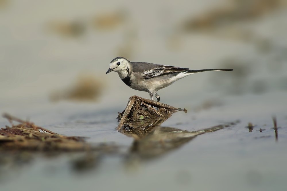 Photograph by Mirza Md moon ridoy