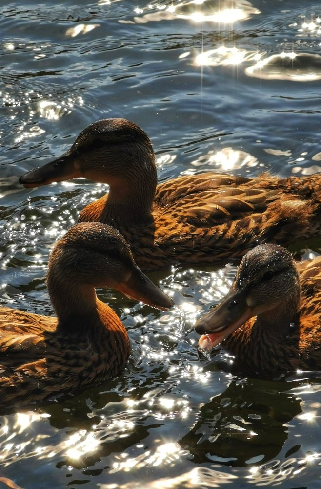 Photograph by Оксана Шахматова