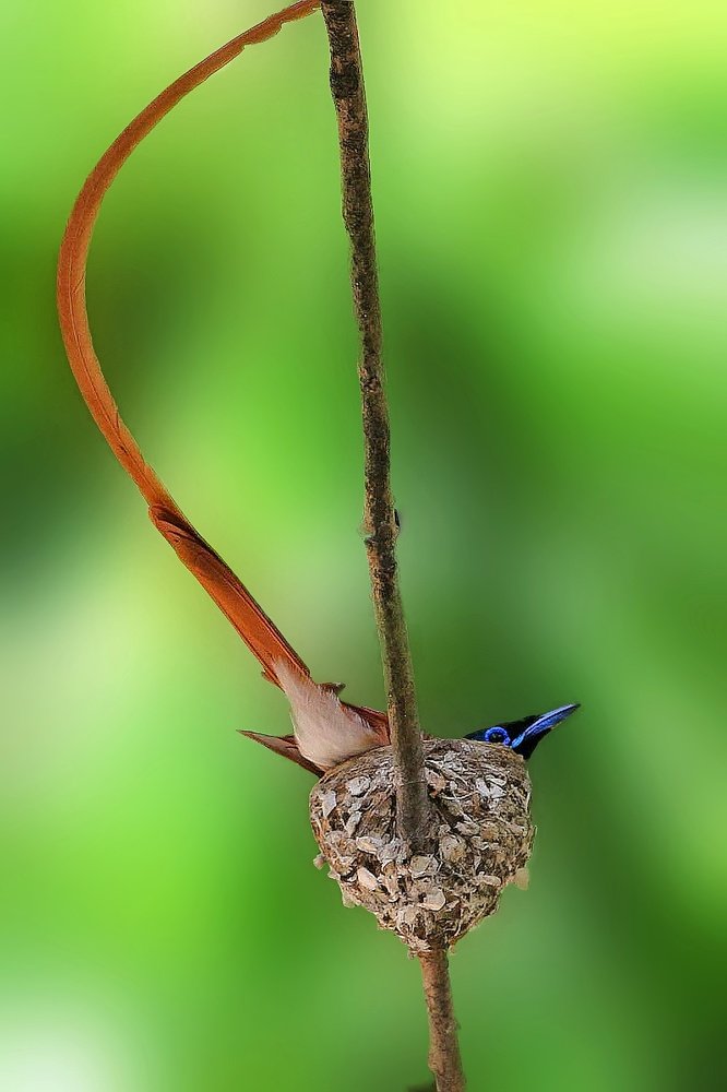 Photograph by Mirza Md moon ridoy