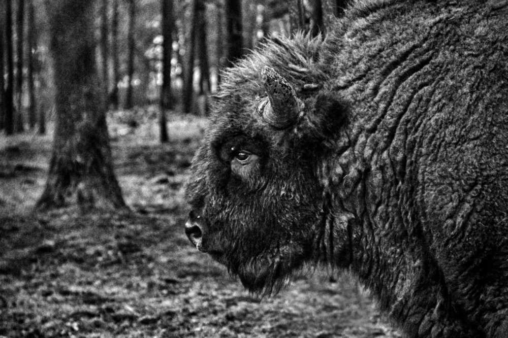 Photograph by Anna Suchcicka