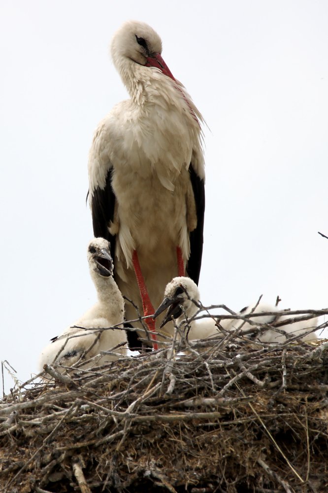 Photograph by Anna Suchcicka