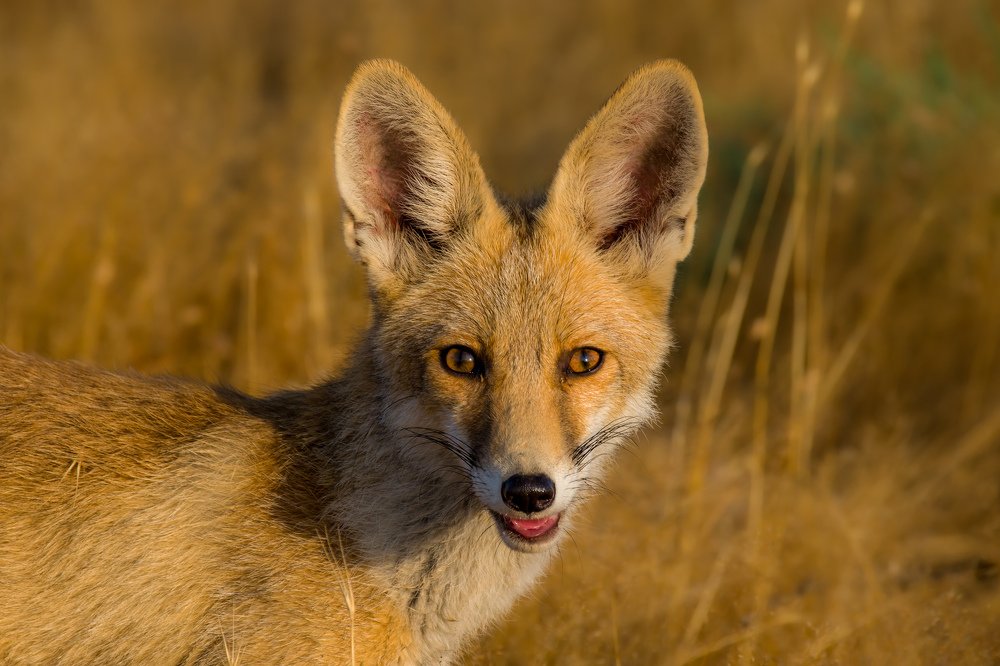 Photograph by Vahid Yavari