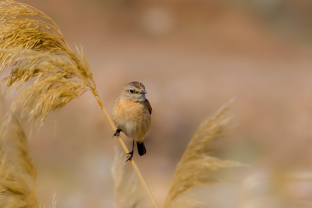 Photograph by Vahid Yavari