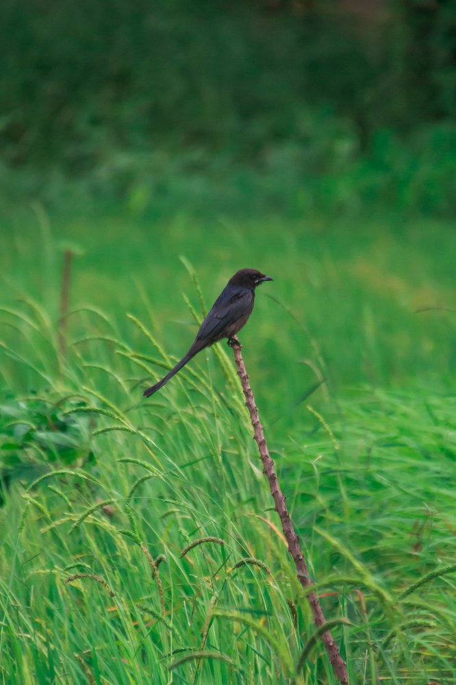 Photograph by Harisankar B