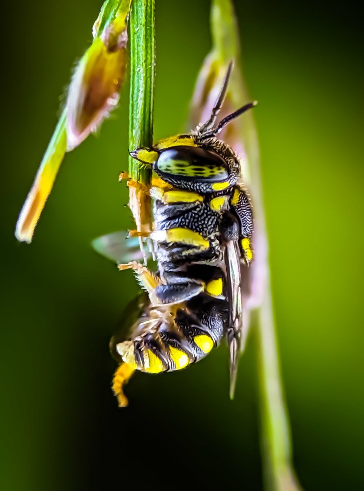 Small Wasp