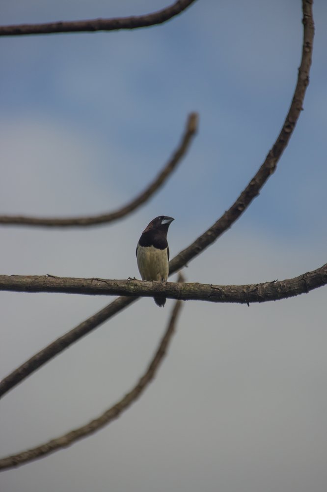 Photograph by Harisankar B