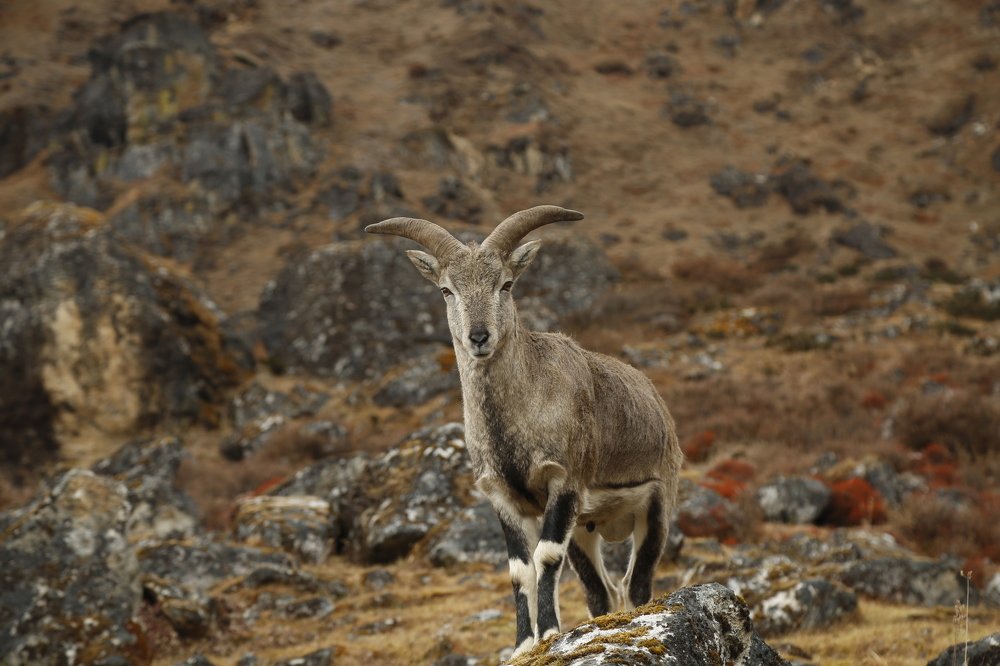 Himalayan Blue Sheep